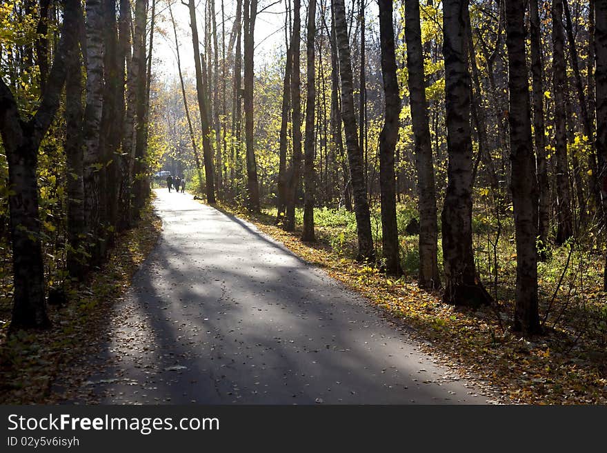 Alley with dry leaves in summer park. Alley with dry leaves in summer park