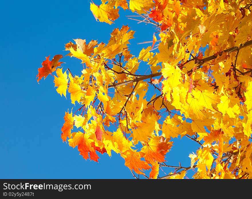 Autumn foliage against the sky