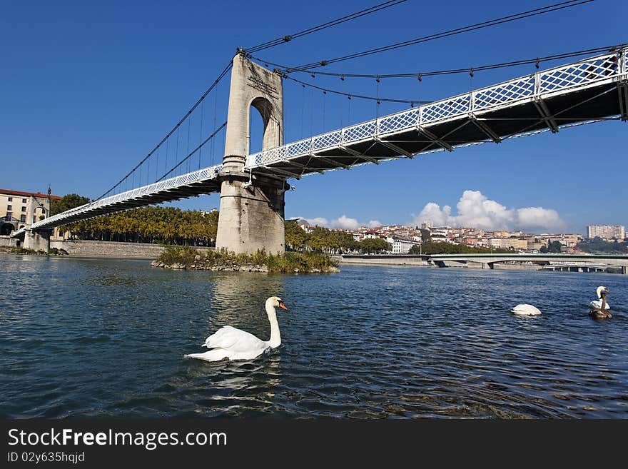 Lyon Footbridge And Swans