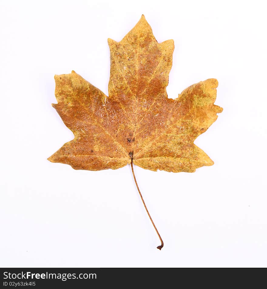 Autumn maple leaf on white background