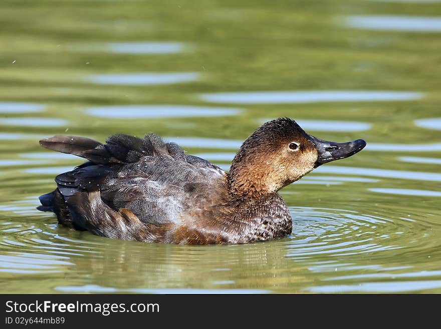 Brown duck