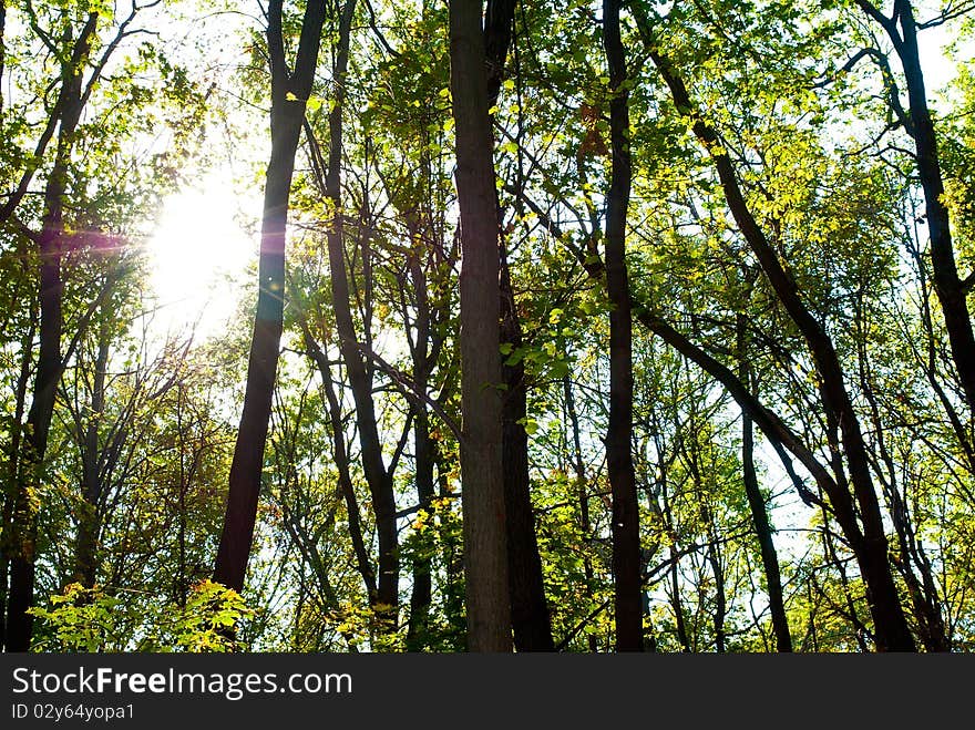 Shafts of morning sunlight lighting a forest path. Shafts of morning sunlight lighting a forest path