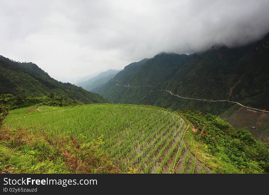 Farmland of country