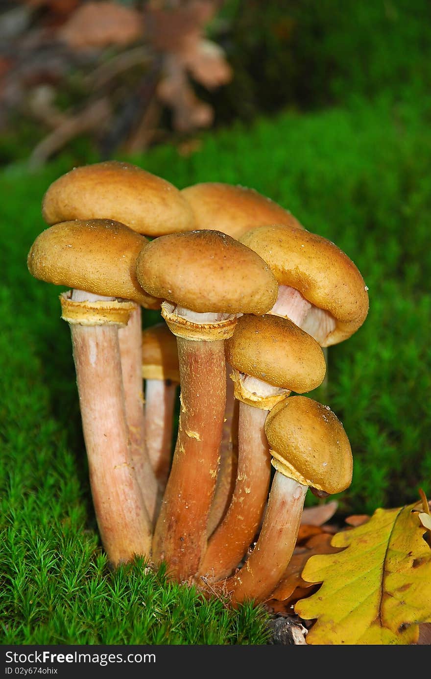 Edible mushrooms growing in moss