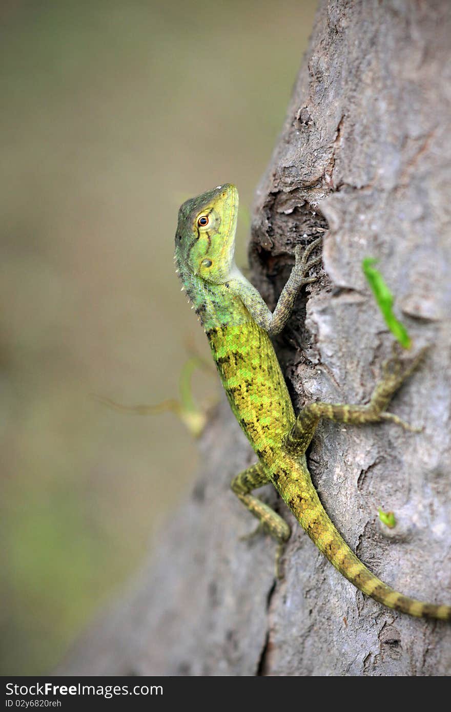 Garden Green Chameleon