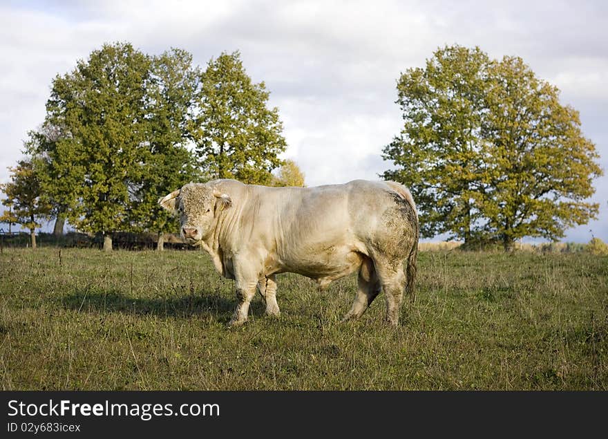 Savage highlander in meadow. Outdoor shot.