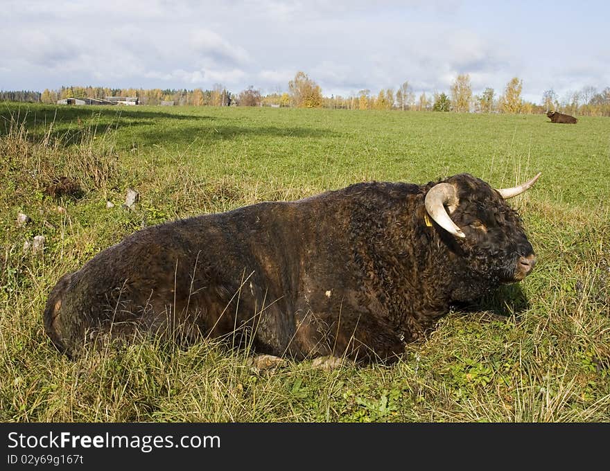 Savage highlander in meadow. Outdoor shot.