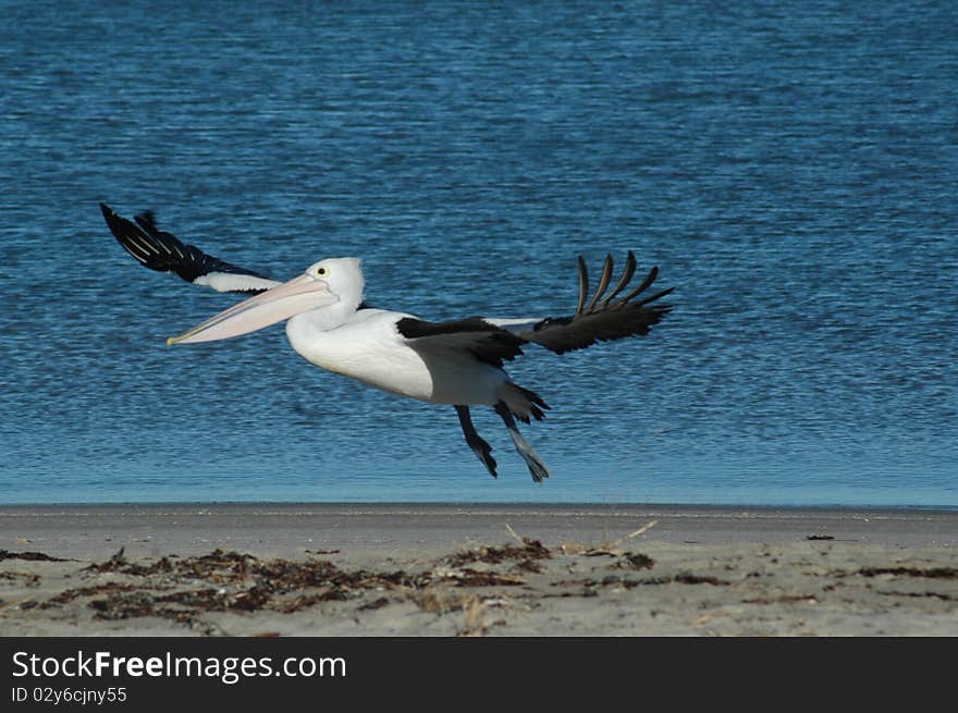 Pelican just about to land on beach. Pelican just about to land on beach