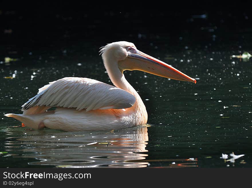 The Great White Pelican, Pelecanus onocrotalus also known as the Eastern White Pelican or White Pelican is a bird in the pelican family. It breeds from southeastern Europe through Asia and in Africa in swamps and shallow lakes. The Great White Pelican, Pelecanus onocrotalus also known as the Eastern White Pelican or White Pelican is a bird in the pelican family. It breeds from southeastern Europe through Asia and in Africa in swamps and shallow lakes.