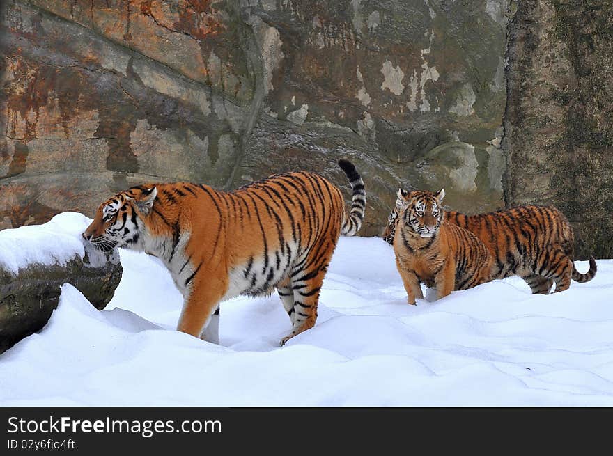 Amur tiger with its young one