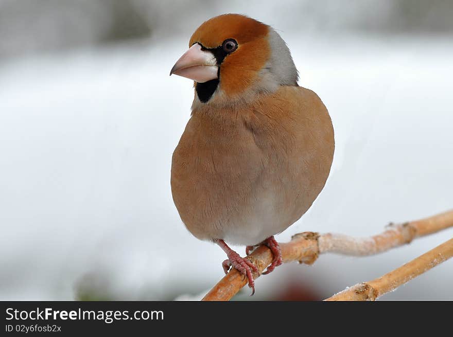 Hawfinch bird in wintertime