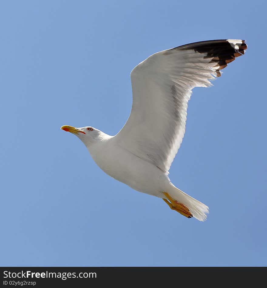 Beautiful Seagull