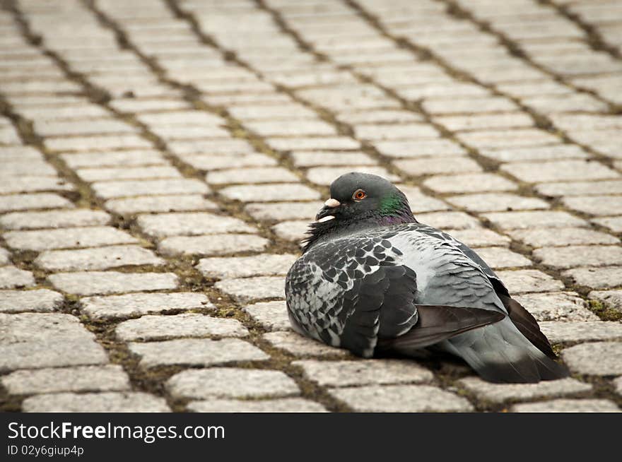 Single pigeon sitting calmly on cobble stone walk