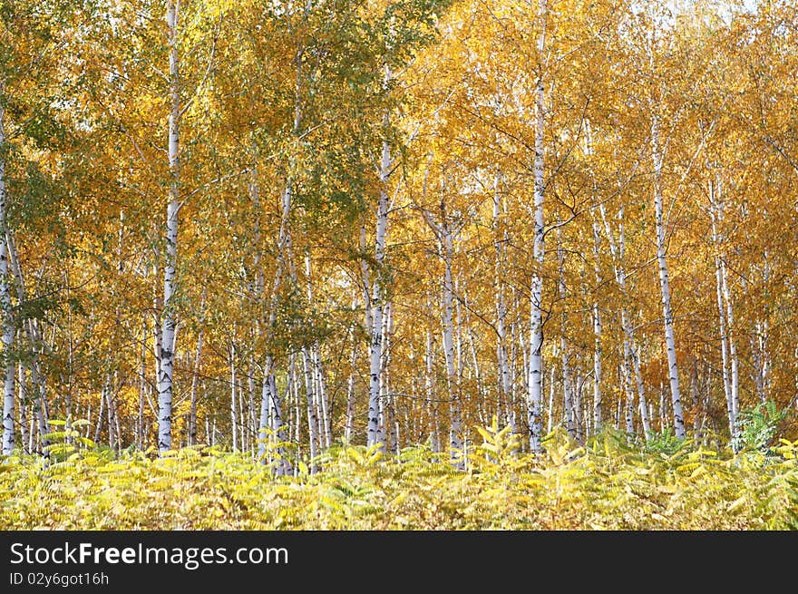 Yellow birchwood in the autumn time