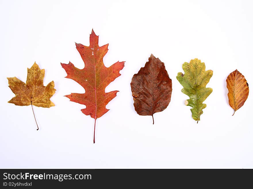 Autumn leaves on white background