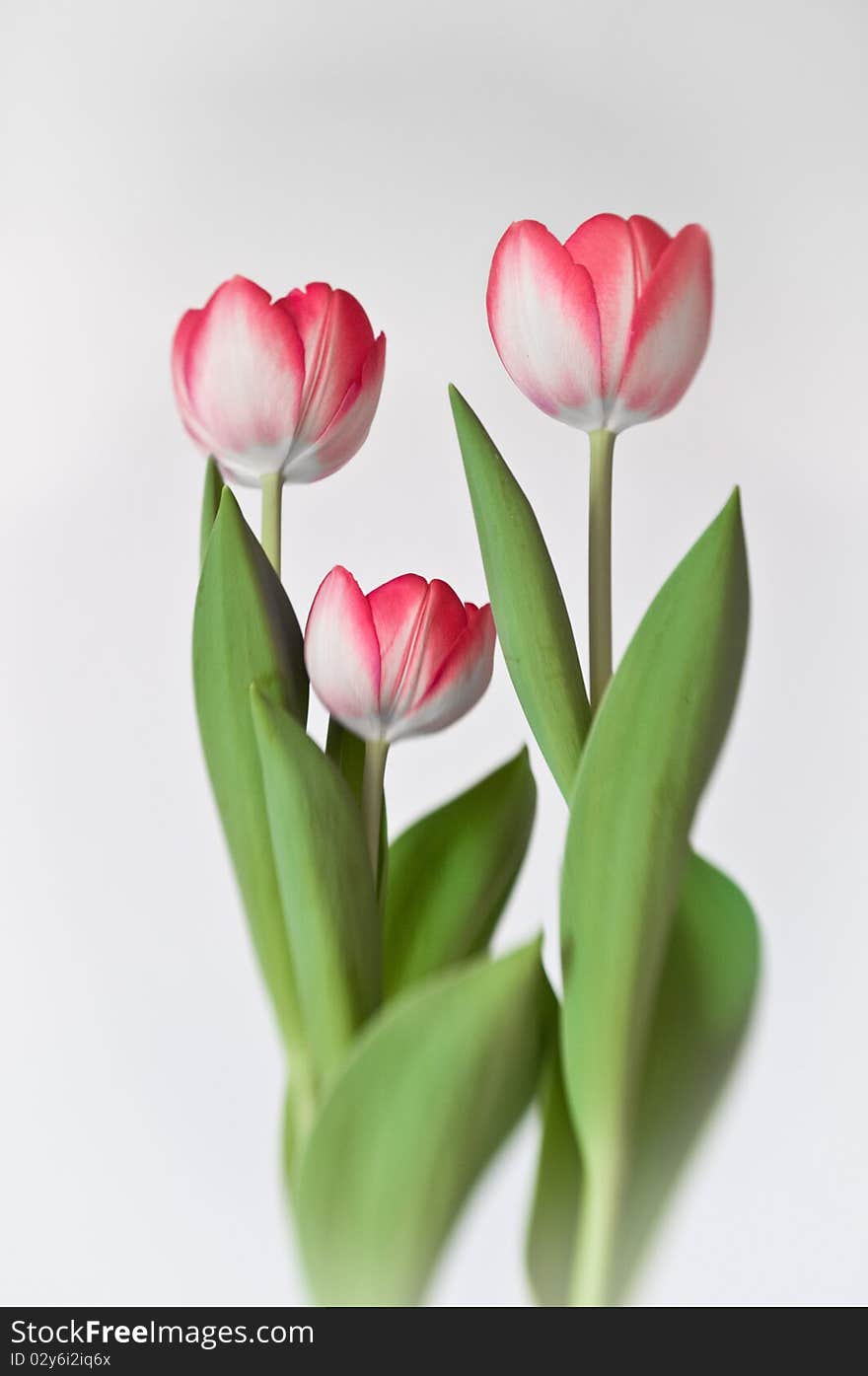 Three red tulips on white background