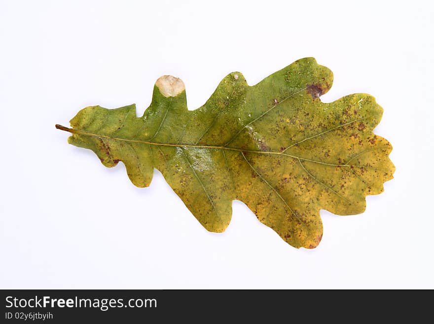 Oak leaf on white background