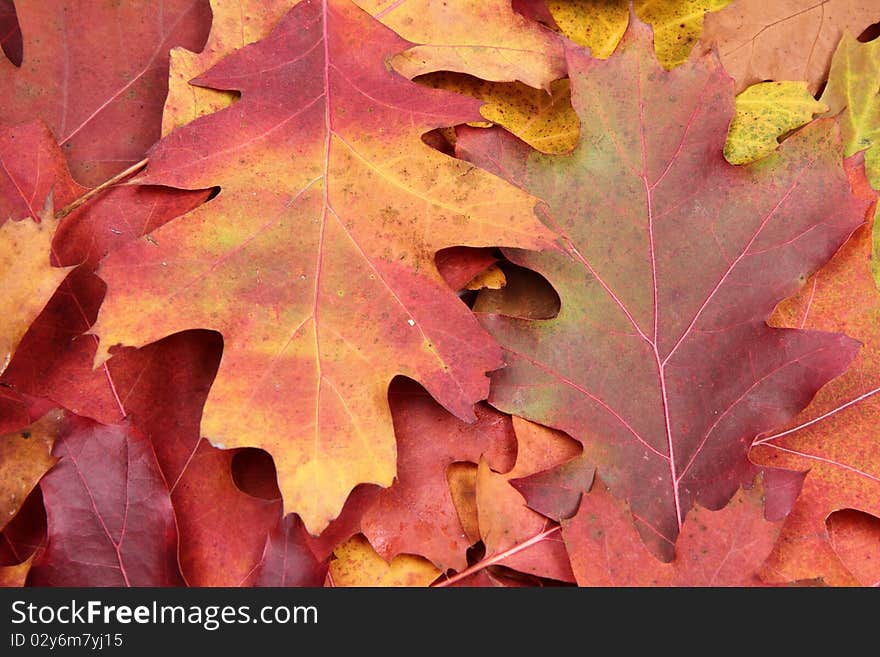 Autumn leaves in close up