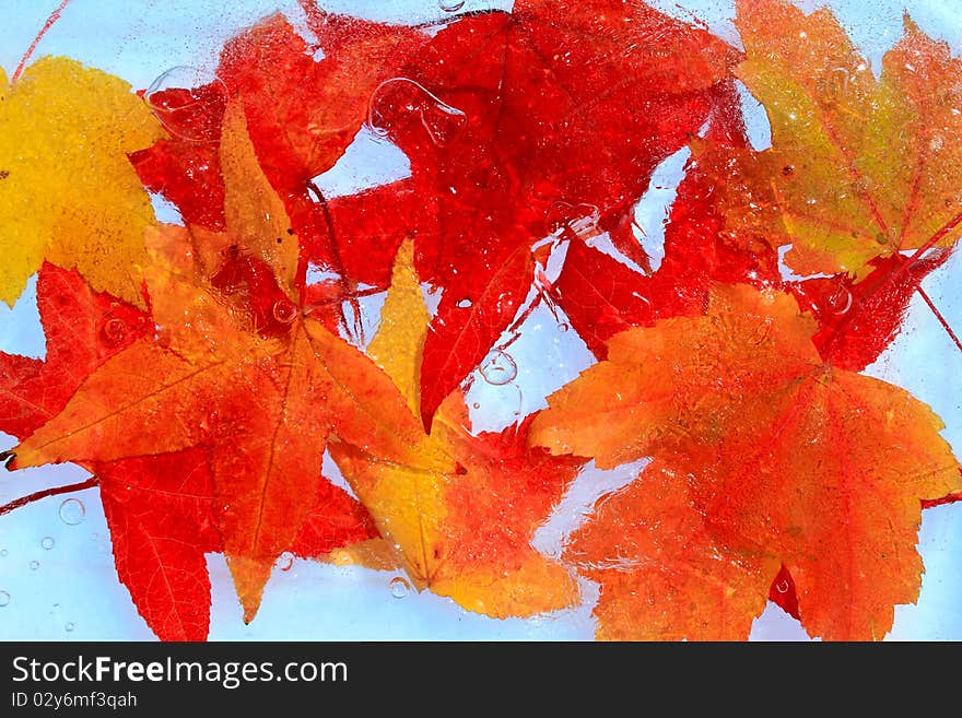 Maple red leaves frozen into the ice cold concept