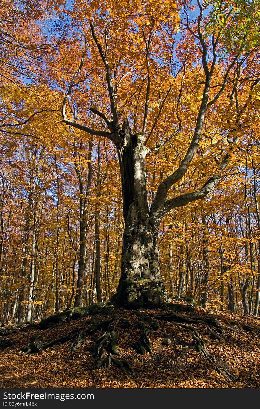 Beech In Autumn