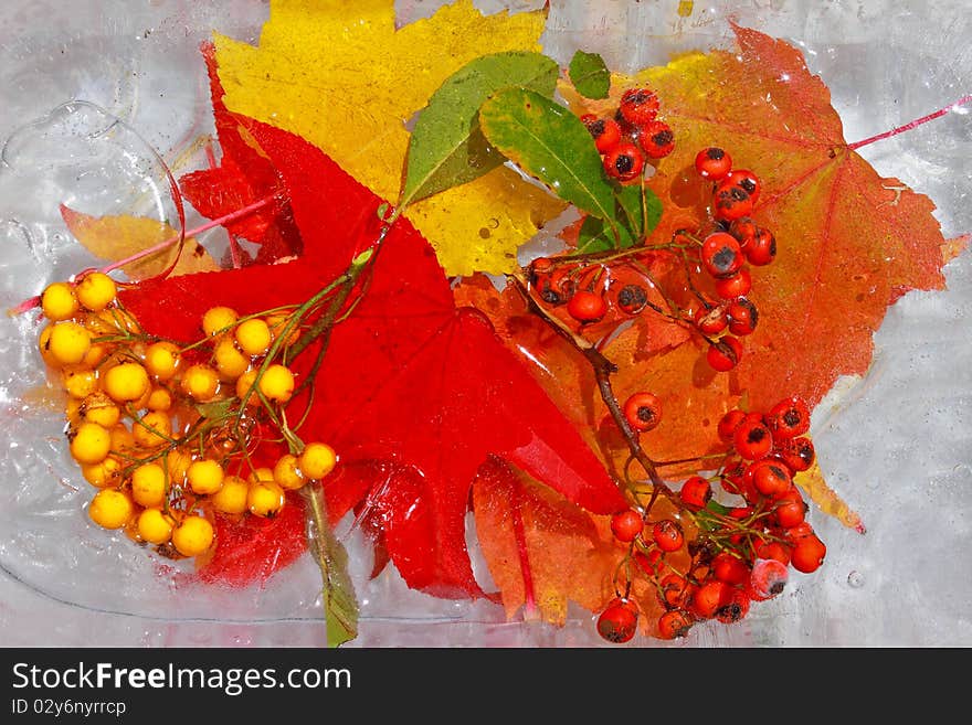 Maple red leaves frozen in ice in autumn or winter