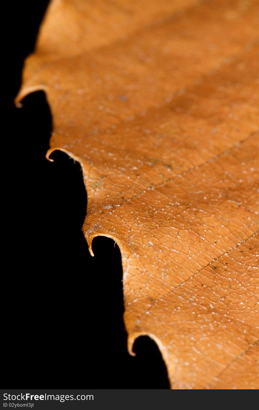 Leaf in the fall, closeup