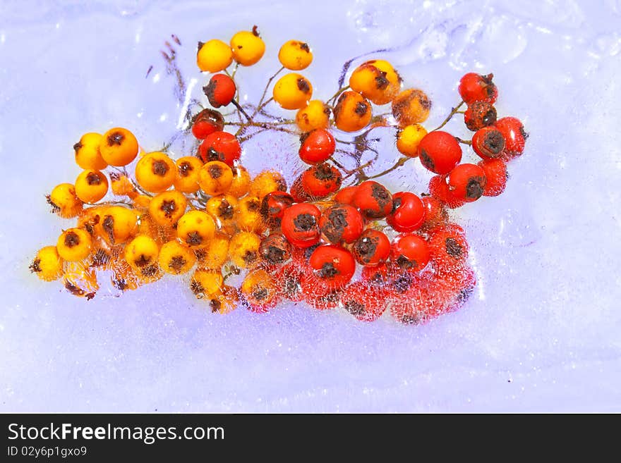 Cotoneaster berries frozen into the ice in autumn or winter cold concept. Cotoneaster berries frozen into the ice in autumn or winter cold concept