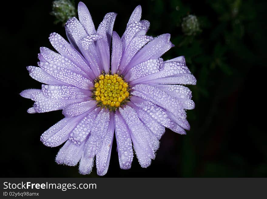 Purple and yellow flower with raindrops. Purple and yellow flower with raindrops