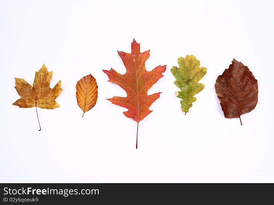 Autumn leaves of various types on white background