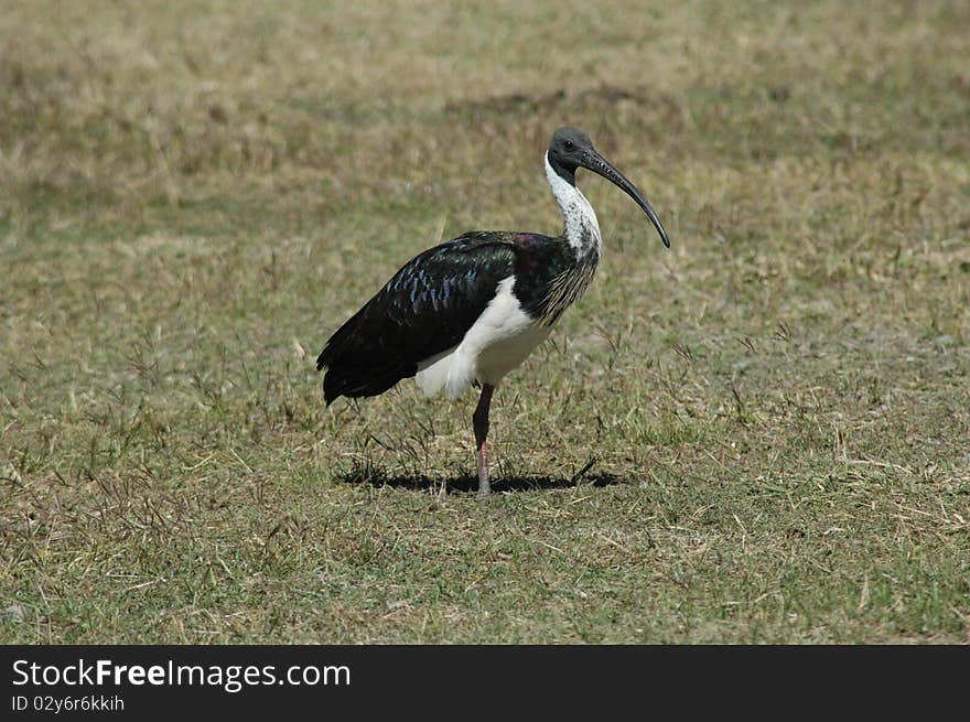 Ibis in open grass area on one leg.Australian native bird now common in urban suroundings