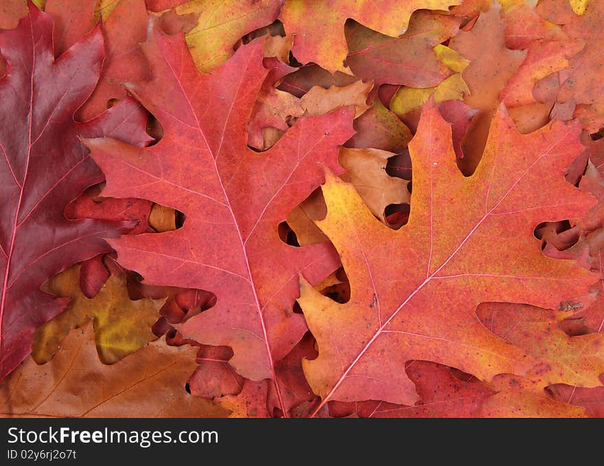 Autumn leaves in close up - background