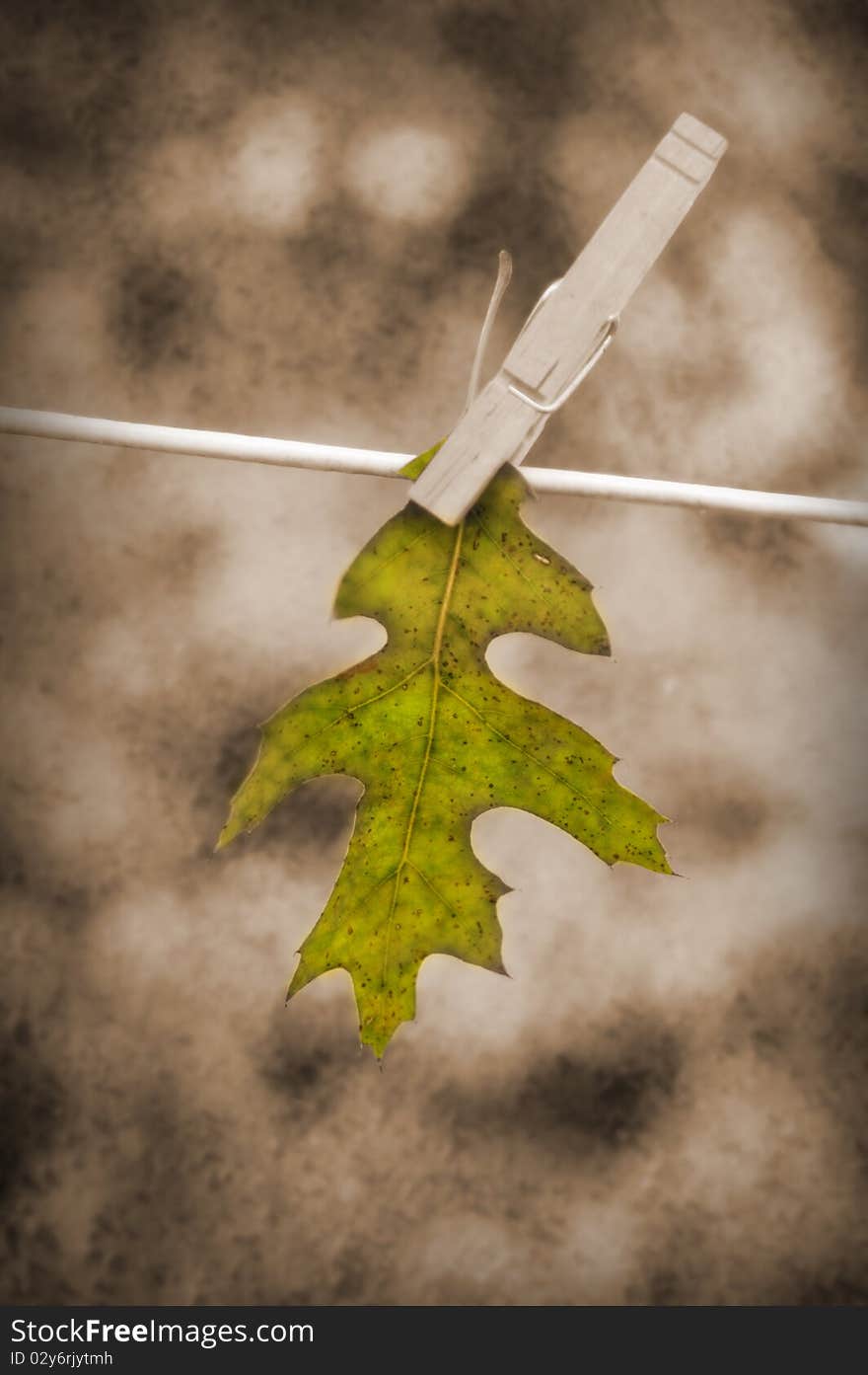 Leaf Hanging On Clothesline