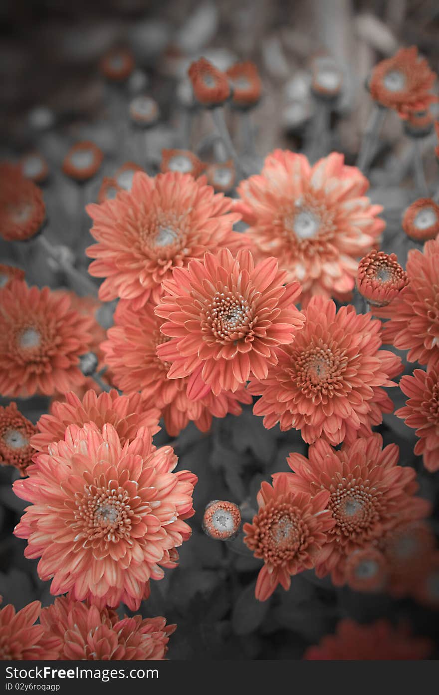 Antiqued and textured Aster flower with red tones SOFT FOCUS