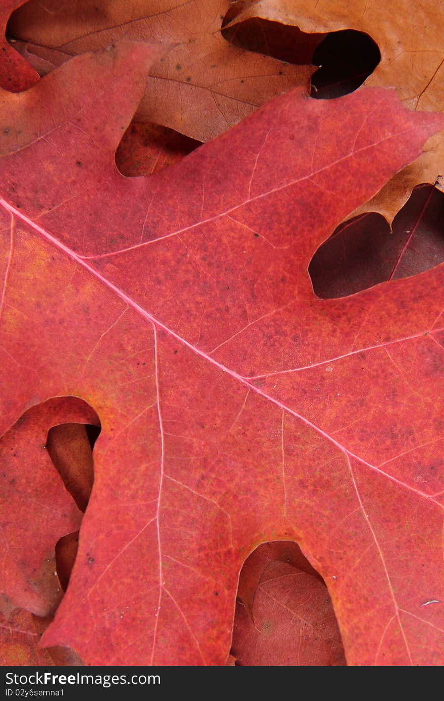 Autumn leaves in close up