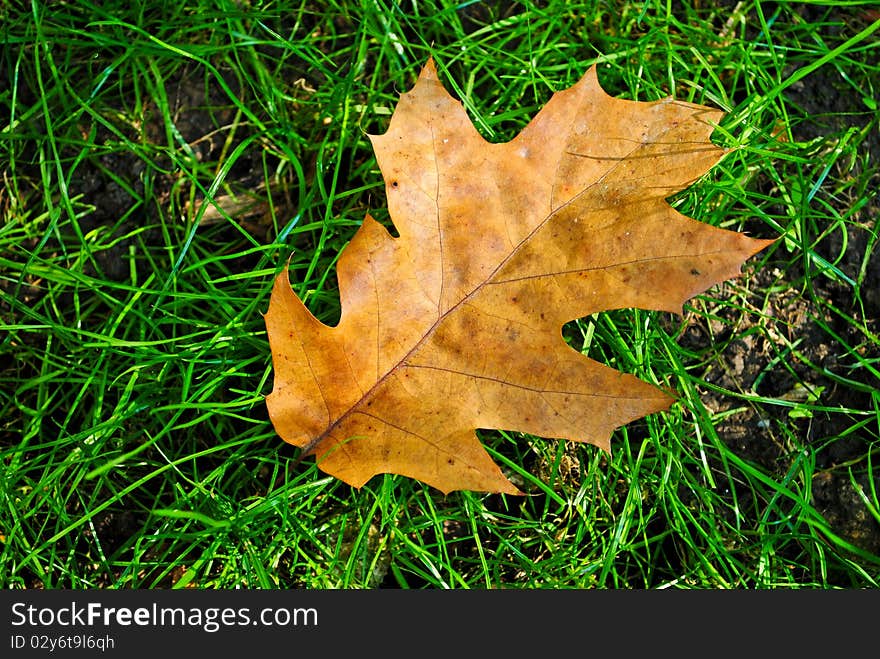 Brown dried leaf on green grass in autumn. Brown dried leaf on green grass in autumn