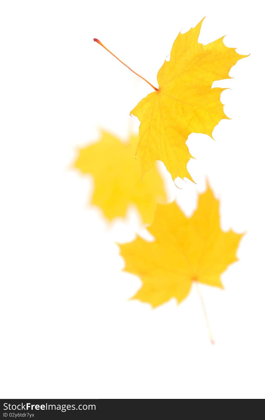 Falling maple leaves isolated on white. Falling maple leaves isolated on white