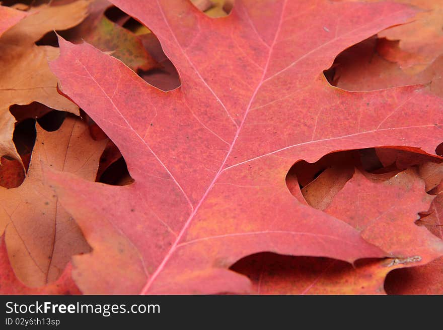 Autumn leaves in close up