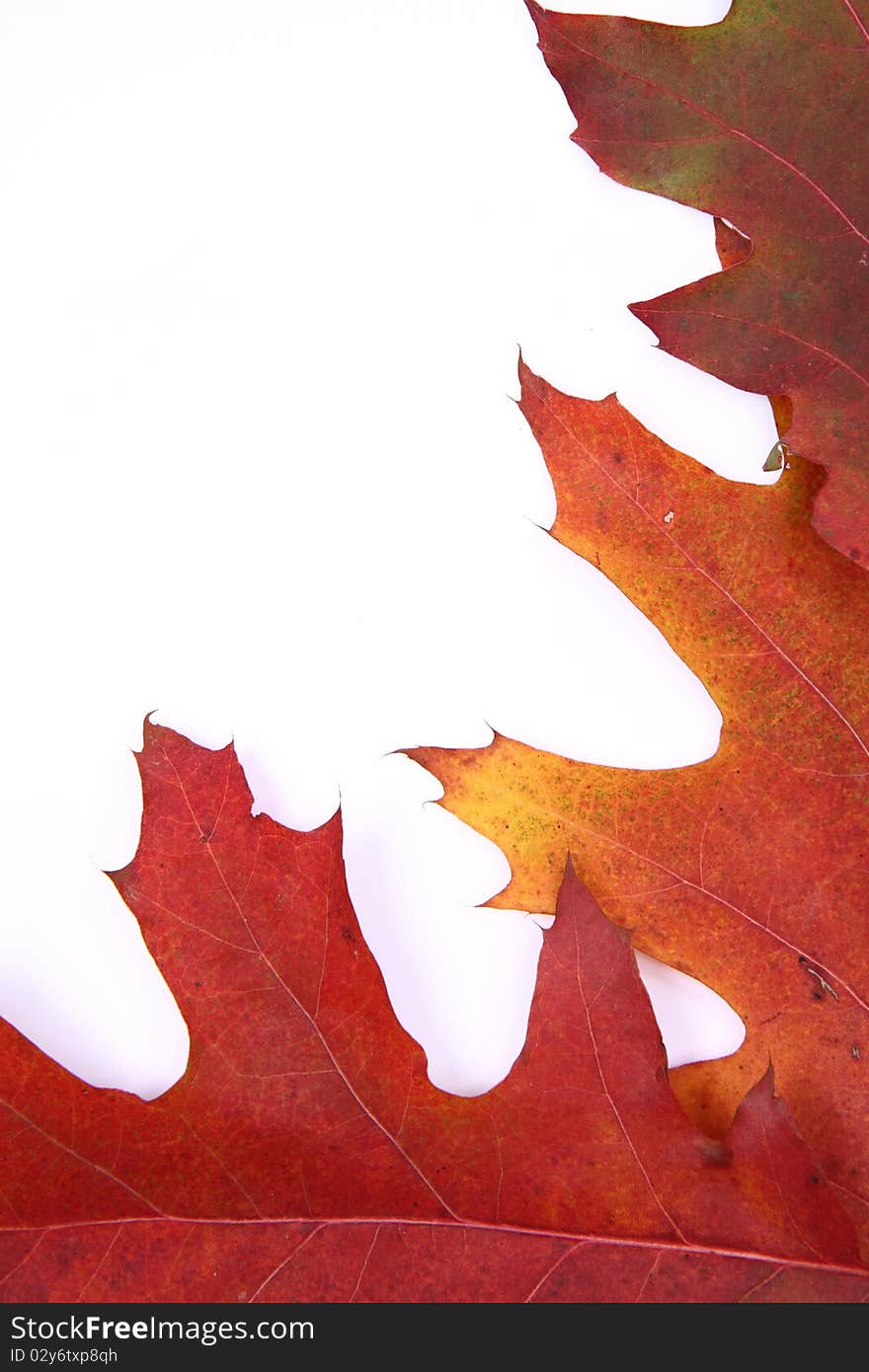 Autumn Leaves Background