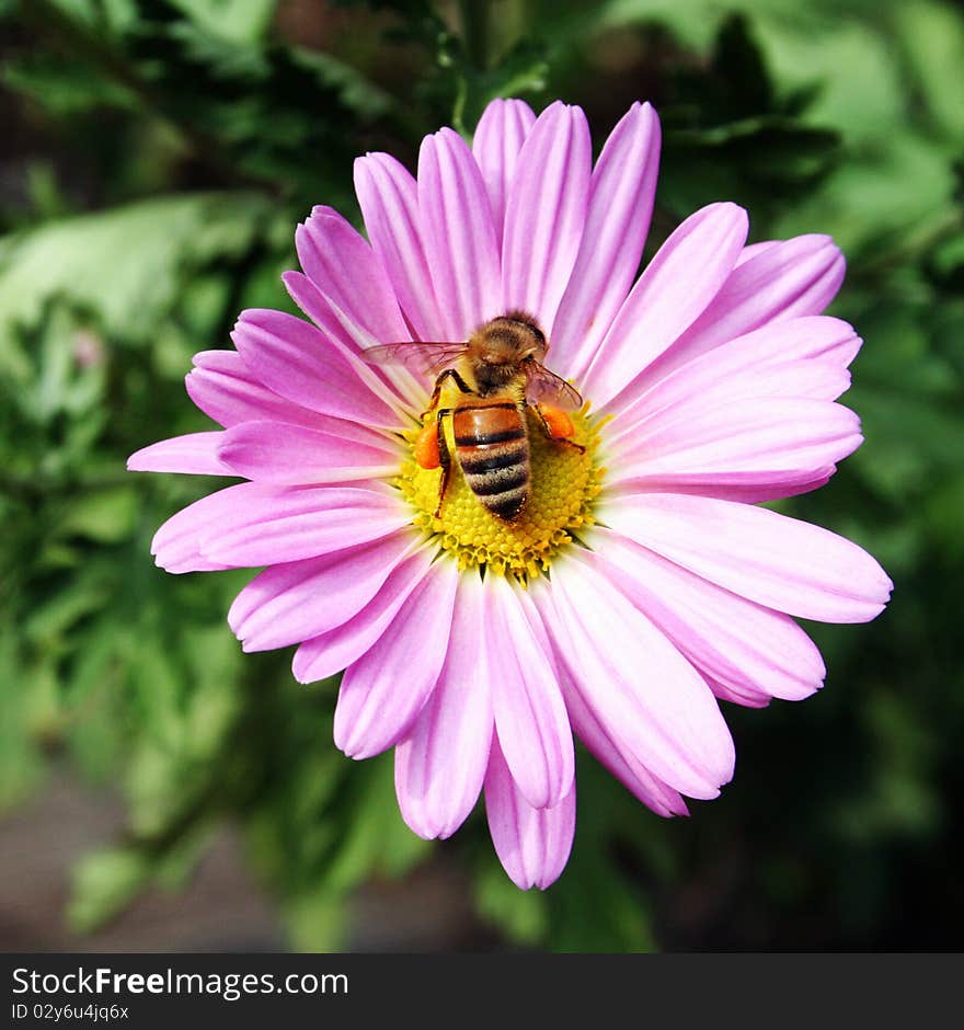 Honeybee with loads of Pollen on pink Daisy