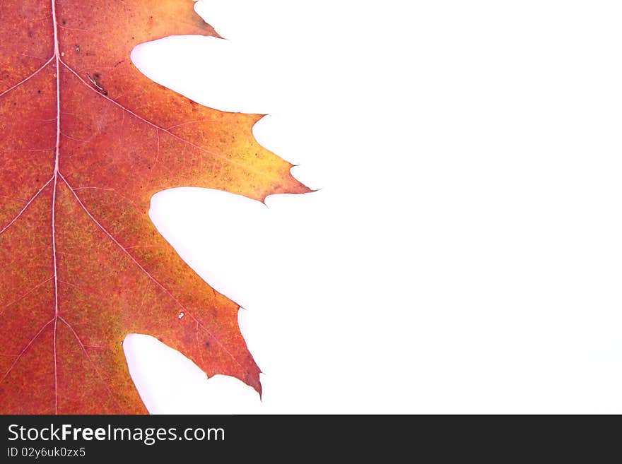 Autumn leaf on white background with space for your text. Autumn leaf on white background with space for your text