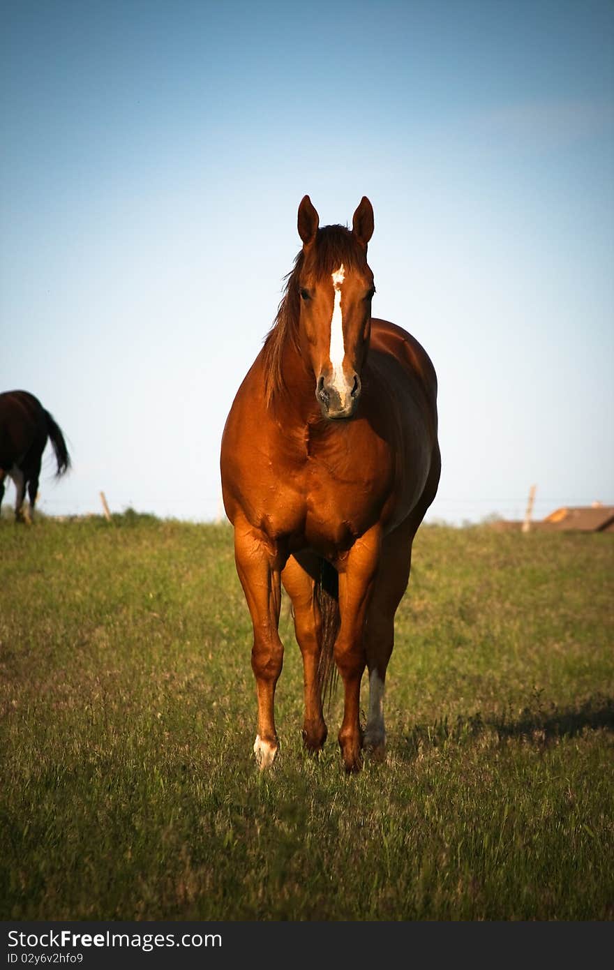 Chestnut Horse