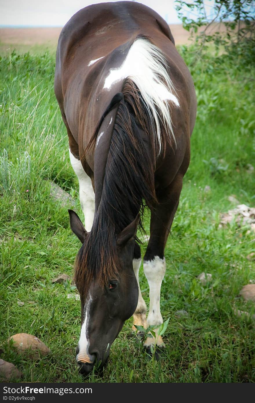 Paint Horse Grazing