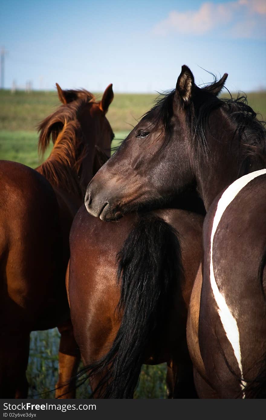 A young black and white paint percheron/quarter horse gelding relaxes in the herd. A young black and white paint percheron/quarter horse gelding relaxes in the herd