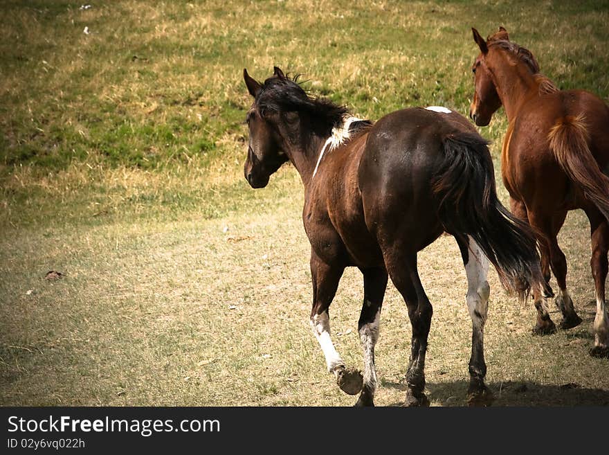 Running Horses