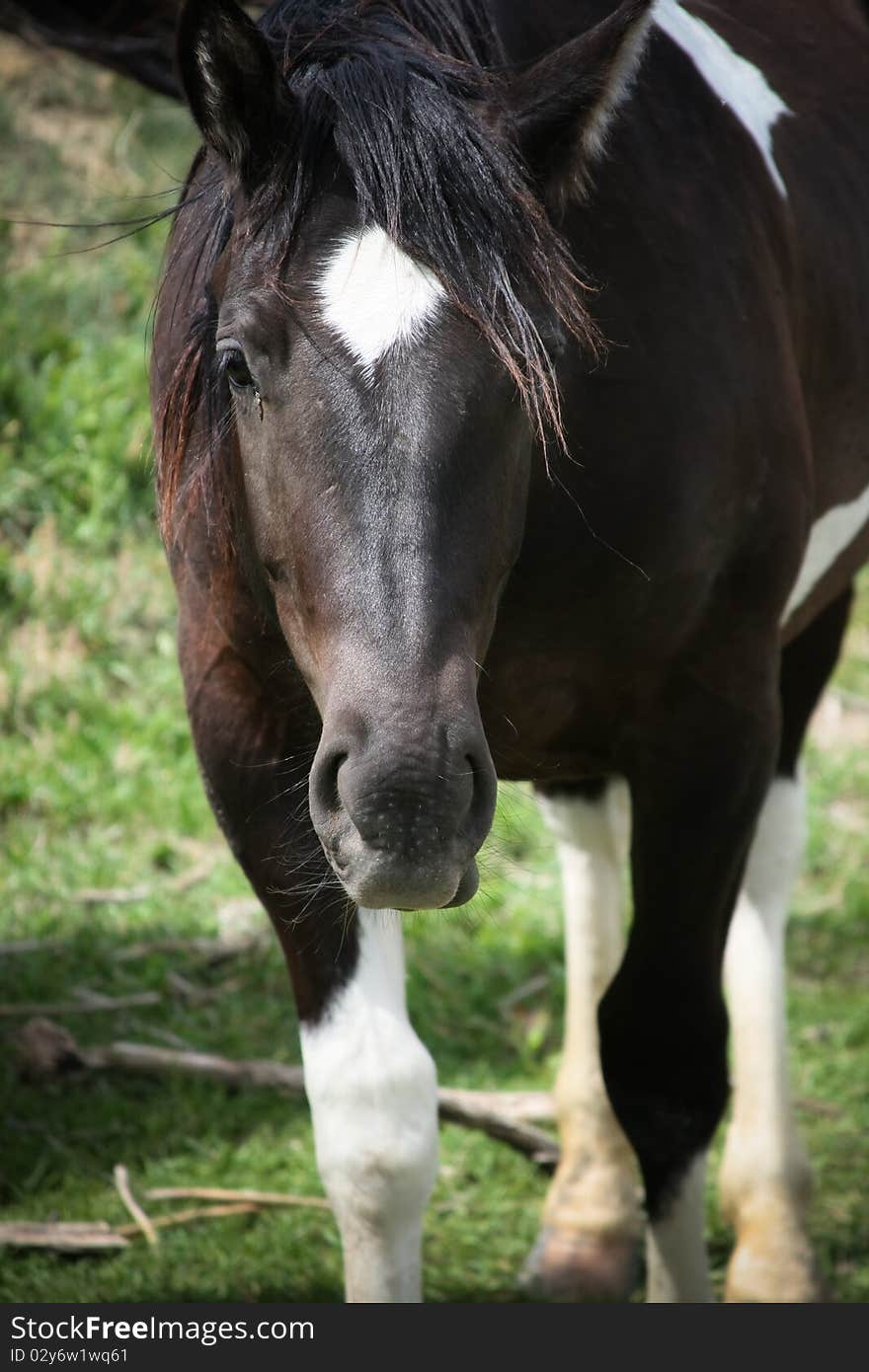 A young black and white paint standing looking towards the camera. A young black and white paint standing looking towards the camera