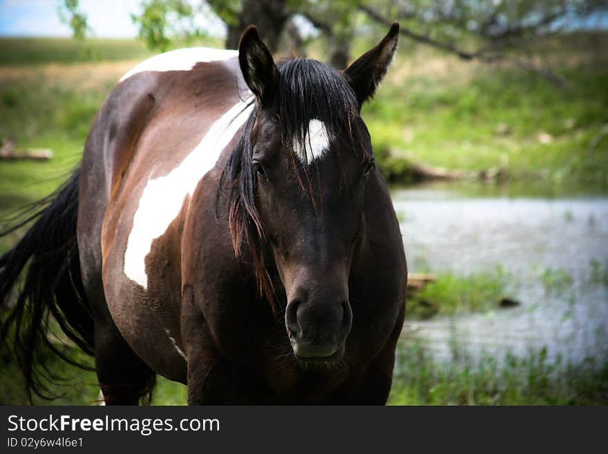 Paint Horse