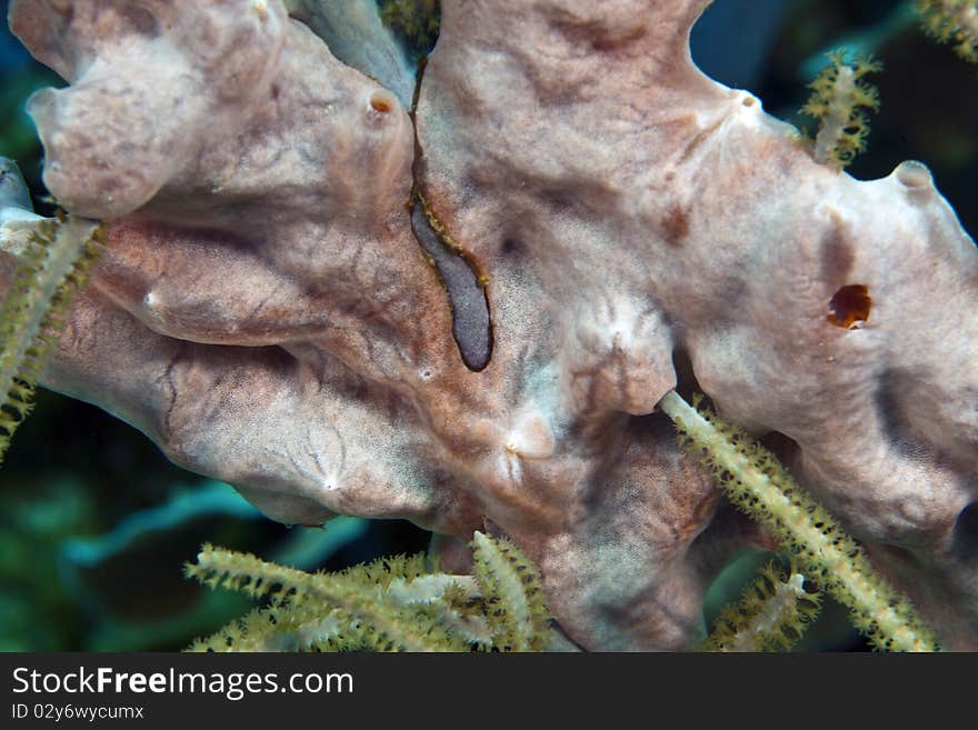 Underwater Coral reef with Lumpy overgrowing sponge attached to soft coral