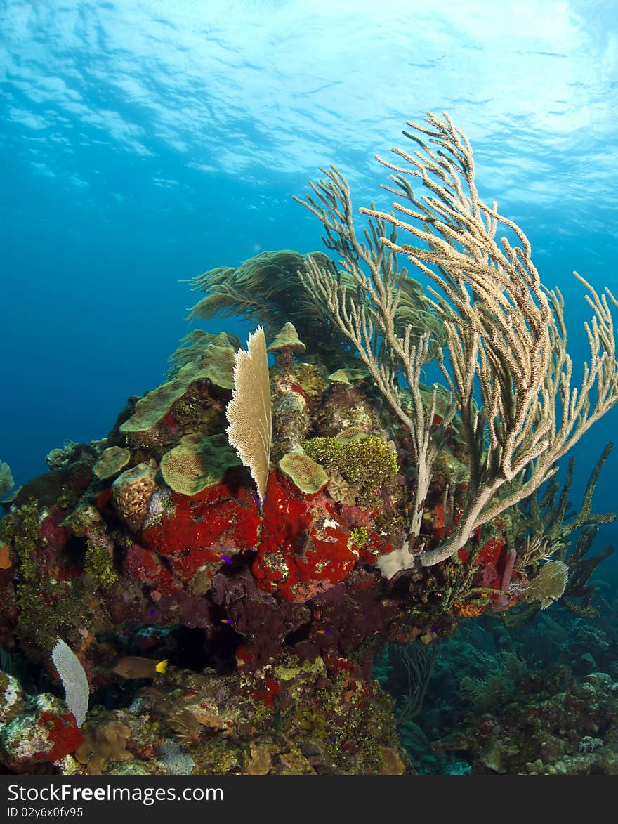 Underwater Coral gardens off the coast of Roatan Honduras. Underwater Coral gardens off the coast of Roatan Honduras