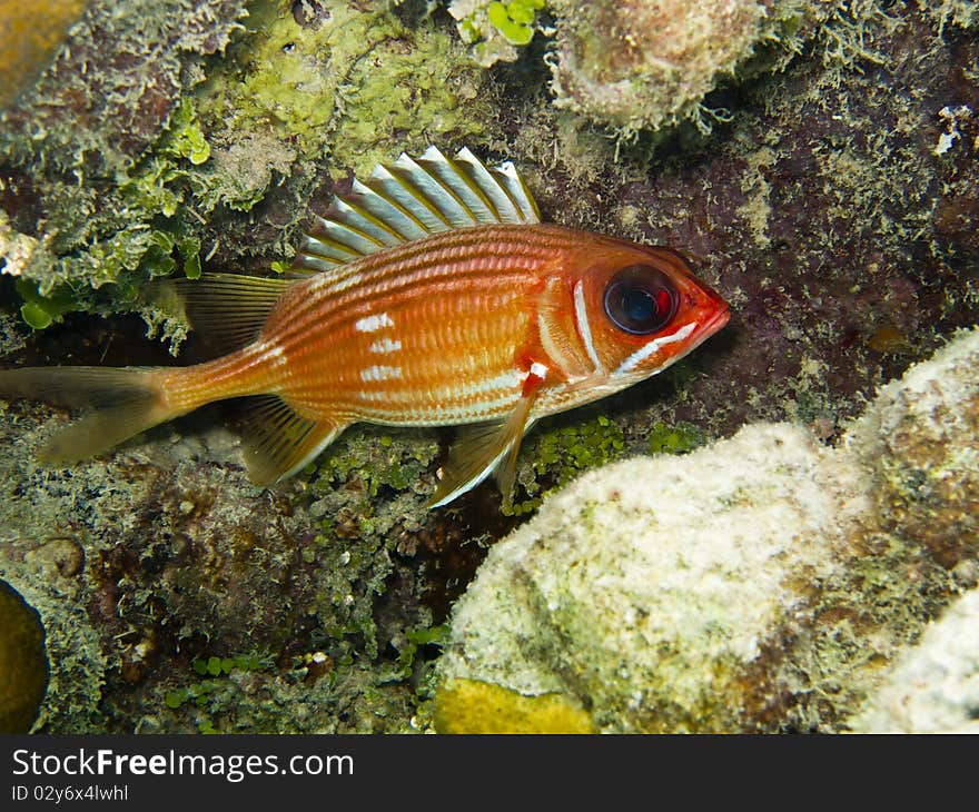 Longspine Squirrelfish (Holocentrus rufus) in cave on coral reef