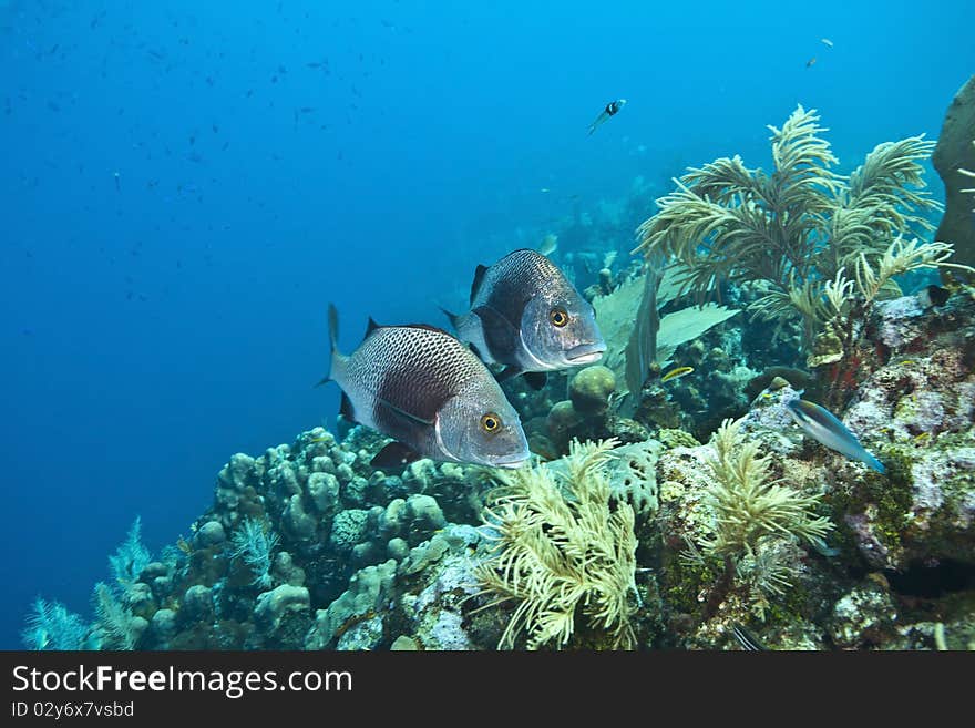 Coral reef off the coast of the Craibbean island, Roatan. Coral reef off the coast of the Craibbean island, Roatan